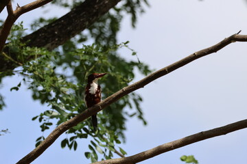 Fototapeta premium White and Chocolate Brown Bird - White-throated Kingfisher/White-breasted Kingfisher (Halcyon smyrnensis) perched on a tree branch amidst the wind, under the bright morning sunlight.