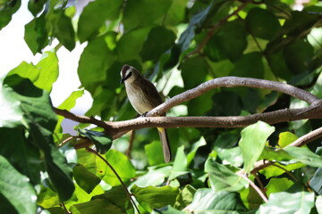 White, Brown and Yellow Bird - Yellow-vented bulbul (Pycnonotus goiavier) perched on a branch, looking into the distance. Note the distinctive bright yellow under tail coverts.