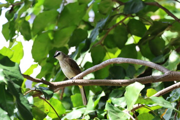 Fototapeta premium White, Brown and Yellow Bird - Yellow-vented bulbul (Pycnonotus goiavier) perched on a branch, looking into the distance. Note the distinctive bright yellow under tail coverts.