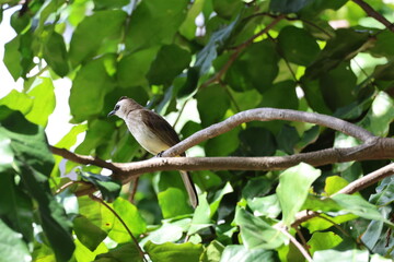 White, Brown and Yellow Bird - Yellow-vented bulbul (Pycnonotus goiavier) perched on a branch, looking into the distance. Note the distinctive bright yellow under tail coverts.