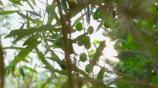 Unripe olives hang among narrow lanceolate leaves in a Montenegro olive grove. The camera moves gently as branches sway in warm late afternoon light with soft flare.