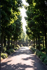 Obraz premium Elegant Shaded Avenue for Wedding Ceremony featuring trees, avenue, wedding, elegant.