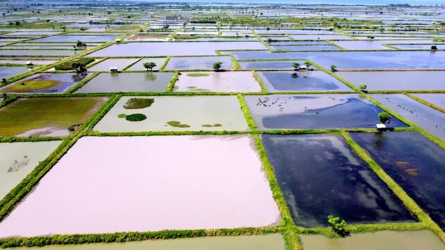 Top view drone footage of traditional fish ponds under bright daylight, showing aquaculture area, water reflections, and rural landscape scenery.