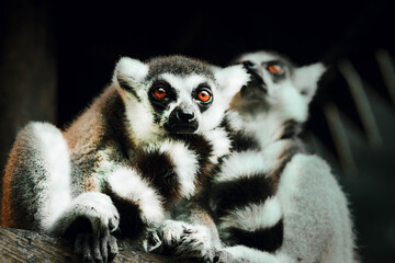 Fototapeta premium Close-up portrait of two Ring-tailed lemurs (Lemur catta) with bright orange eyes, Bali Safari and Marine Park, Indonesia.