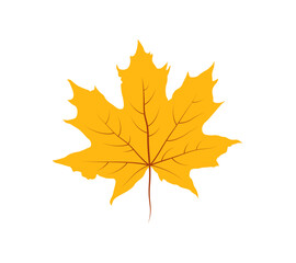 Fototapeta premium Autumn maple leaf isolated on white background. Vector illustration