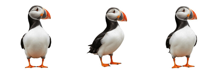 Naklejka premium Title: Set of 3 Isolated Atlantic Puffins with Colorful Beaks and Distinctive Black and White Plumage PNG