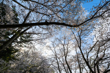 散歩の途中で見つけた春の風景