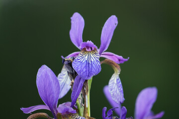 Sibirische Schwertlilie © Phantastograph