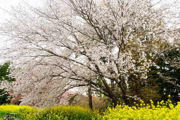 散歩の途中で見つけた春の風景