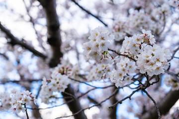 散歩の途中で見つけた春の風景