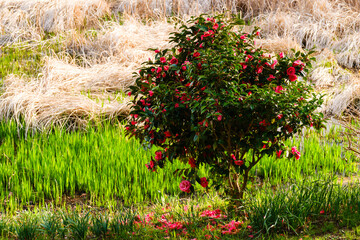 散歩の途中で見つけた春の風景