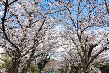 散歩の途中で見つけた春の風景