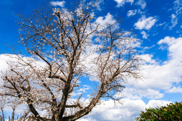 散歩の途中で見つけた春の風景
