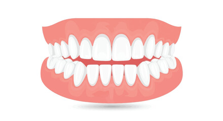 Obraz premium Complete Human Teeth Arrangement - Full Dental Arch Anatomy Illustration