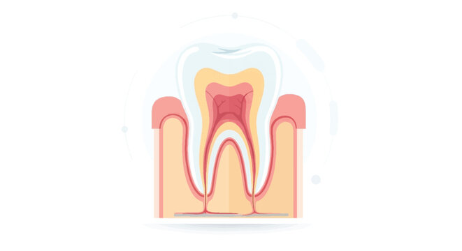 Tooth Anatomy Cross Section - Dental Structure Infographic Illustration
