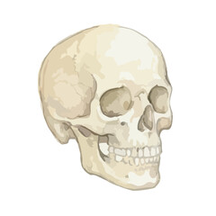 Obraz premium Watercolor style bone illustration／骨