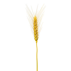 Fototapeta premium Close-up of a single golden wheat stalk with mature grains ready for harvest isolated on white background