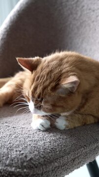 Close-up of orange domestic cat licking and gently biting its paw due to itching, showing typical feline grooming and skin irritation behavior.

