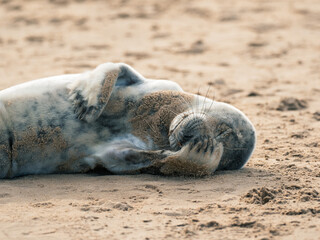 Wild grey seal lying on the shore close-up