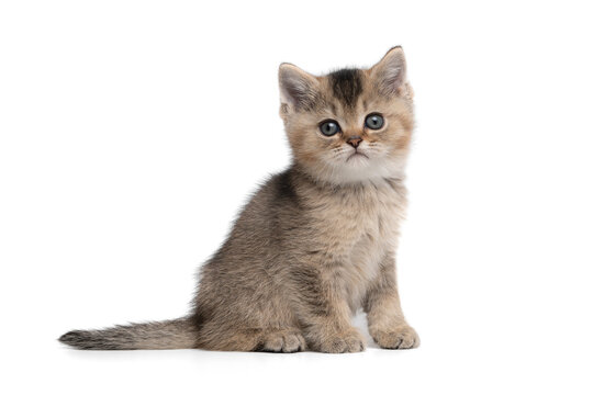 Cute tabby british shorthair kitten sitting and looking at the camera  isolated on a white background seen from the side with tail