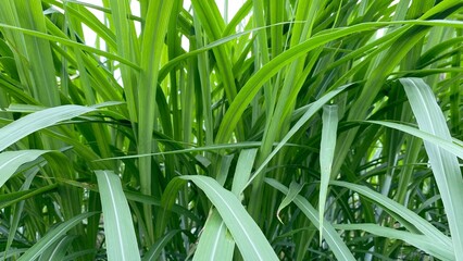 A close-up photo of green grass leaves growing thick and fresh with a natural texture, showing the details of the leaf lines and the natural feel of the tropics that is beautiful and calming.