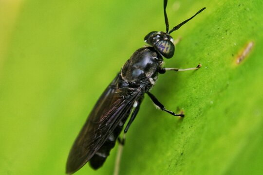 Side view macro of Black Soldier Fly (Hermetia illucens) on a bright green leaf.