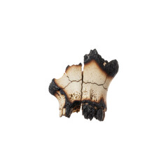 Obraz premium Fragment of Burnt Bone with Cracks and Charring