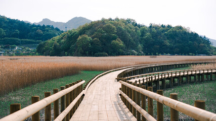 Fototapeta premium Golden Reed Pattern Background, Natural Grass Texture with Rhythmical Lines and Calm Earth Tones