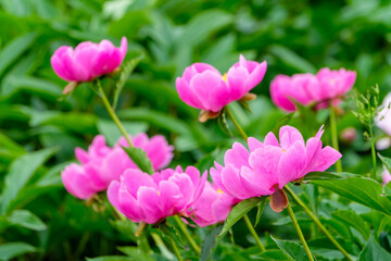 Fototapeta premium 庭園に咲き誇る鮮やかなピンクの芍薬の花