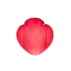 Single Red Rose Petal with Vein Detail