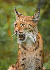 Obraz premium The Eurasian lynx (Lynx lynx) in the forest.