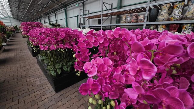 A sea of vibrant pink and white artificial orchids is displayed in front of shelves stocked with colorful patterned ceramic vases inside a garden center warehouse.