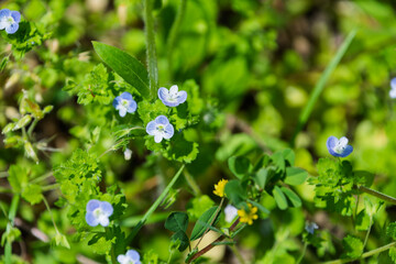 春の野原に咲く小さなオオイヌノフグリの青い花