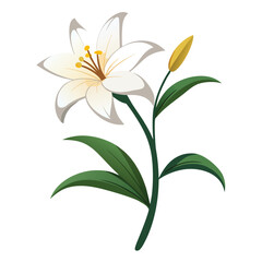 zephyranthes candida flower on white flower on white background