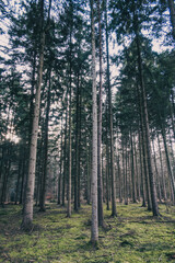 Obraz premium Parallel tree trunks in an evergreen forest with green mossy ground, moist winter woodland with an autumn-like mood