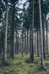 Obraz premium Parallel tree trunks in an evergreen forest with green mossy ground, moist winter woodland with an autumn-like mood