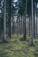 Fototapeta premium Parallel tree trunks in an evergreen forest with green mossy ground, moist winter woodland with an autumn-like mood