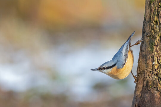 Eurasian nuthatch (Sitta europaea) climbing down a tree trunk headfirst, beautiful forest background.