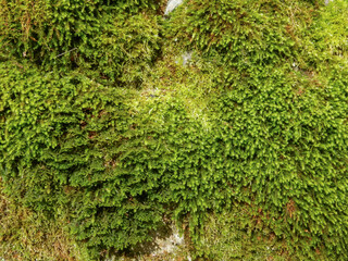 Fototapeta premium Texture de mur végétal naturel avec mousse verte dense et lichens