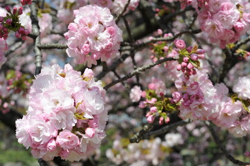 Obraz premium Sakura or cherry blossom in a japanese garden or park in springtime with pink flowers on a tree on a sunny day in Japan