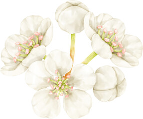 Naklejka premium white blossom flowers