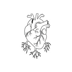 Obraz premium Anatomical human heart with roots, detailed vector illustration for medical study