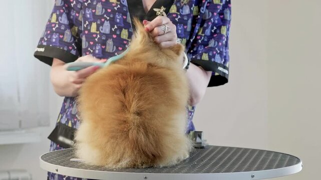 A professional groomer meticulously brushes a fluffy Pomeranian on a grooming table