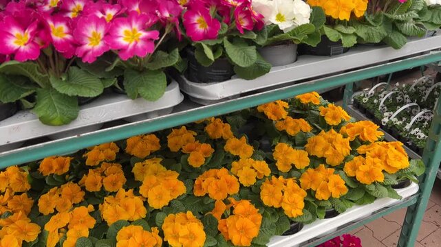 Rows of vibrant orange and hot pink primrose flowers in white plastic pots displayed on tiered metal rolling carts inside a commercial garden center warehouse.
