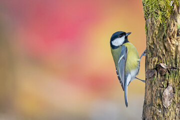 Great tit (Parus major) perched on a mossy tree trunk against a beautiful red autumn background. © WojtekWildlife