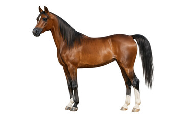 Obraz premium Arabian bay horse standing on transparent background