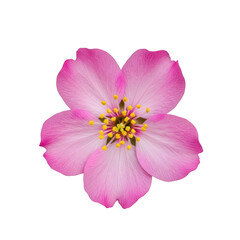 A delicate pink wildflower in full bloom against a white background