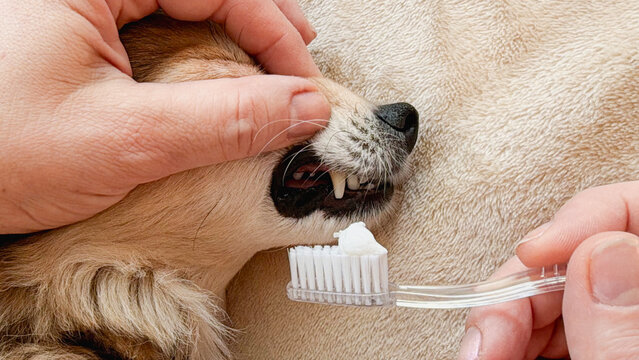 Close-up of a hand brushing a dog's teeth with a toothbrush, on an isolated plain background