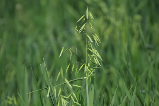 avena fatua, Oat, Wild oat (Avena fatua). Poaceae. Bifidus. A weed that grows in clusters along roadsides. Wild oats like weeds growing in a field (Avena fatua, Avena ludoviciana)