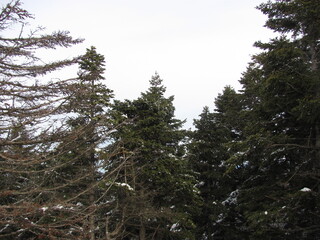 Obraz premium Serene Snow Covered Mountain Forest Landscape,